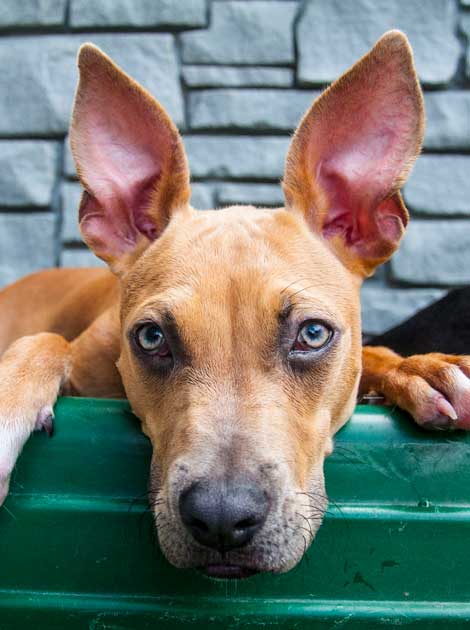 Dog in Daycare With Ears Up