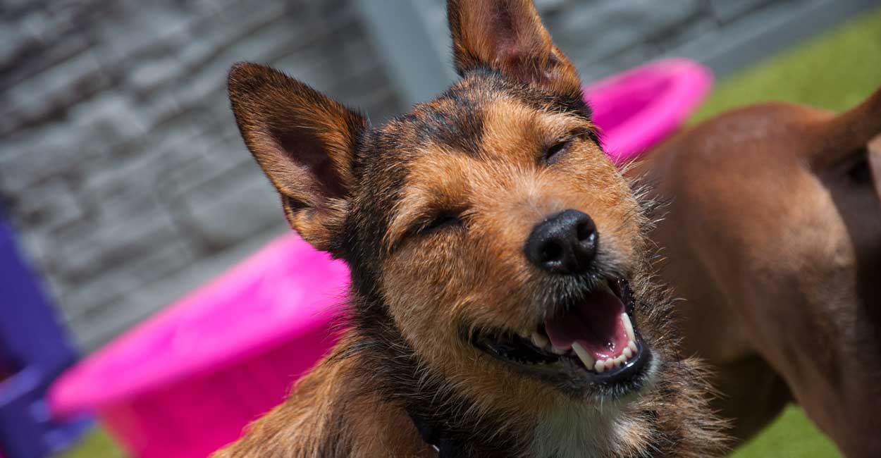Chicago Dog Boarding Pricing and Payment