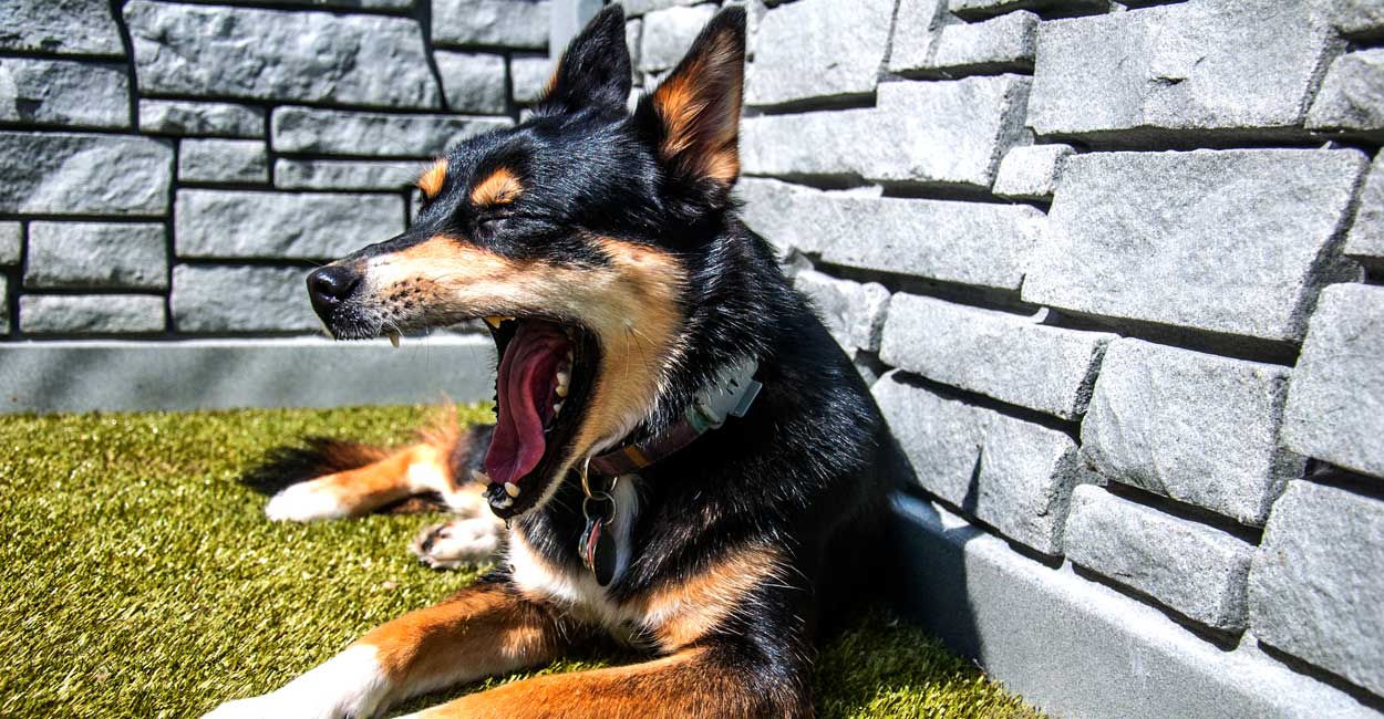 Canine Influenza Strategies