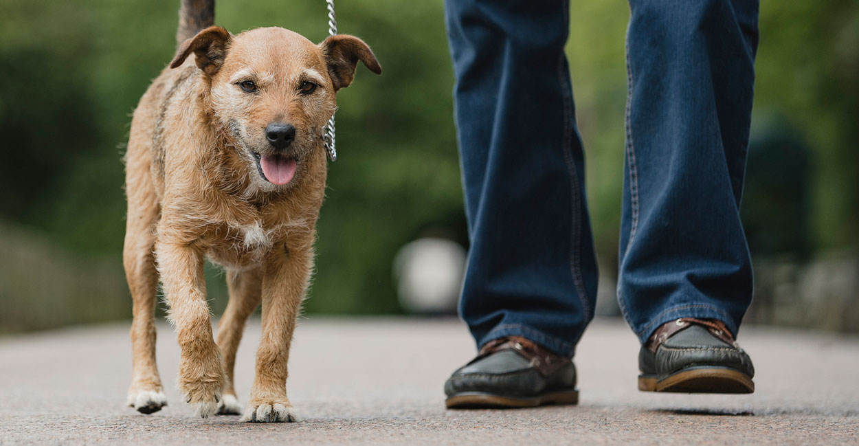 Chicago Dog Walking