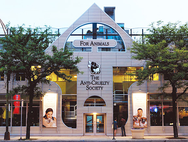 Dog Training at the Anti-Cruelty Society