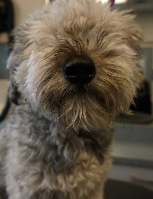 Dog Grooming Chicago Drop off at your reservation time