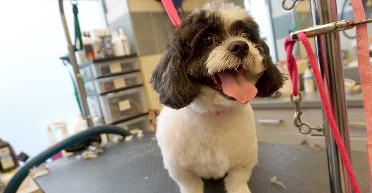 Our Grooming Services