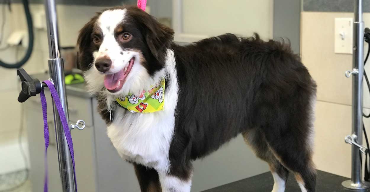 Chicago Dog Grooming Hours