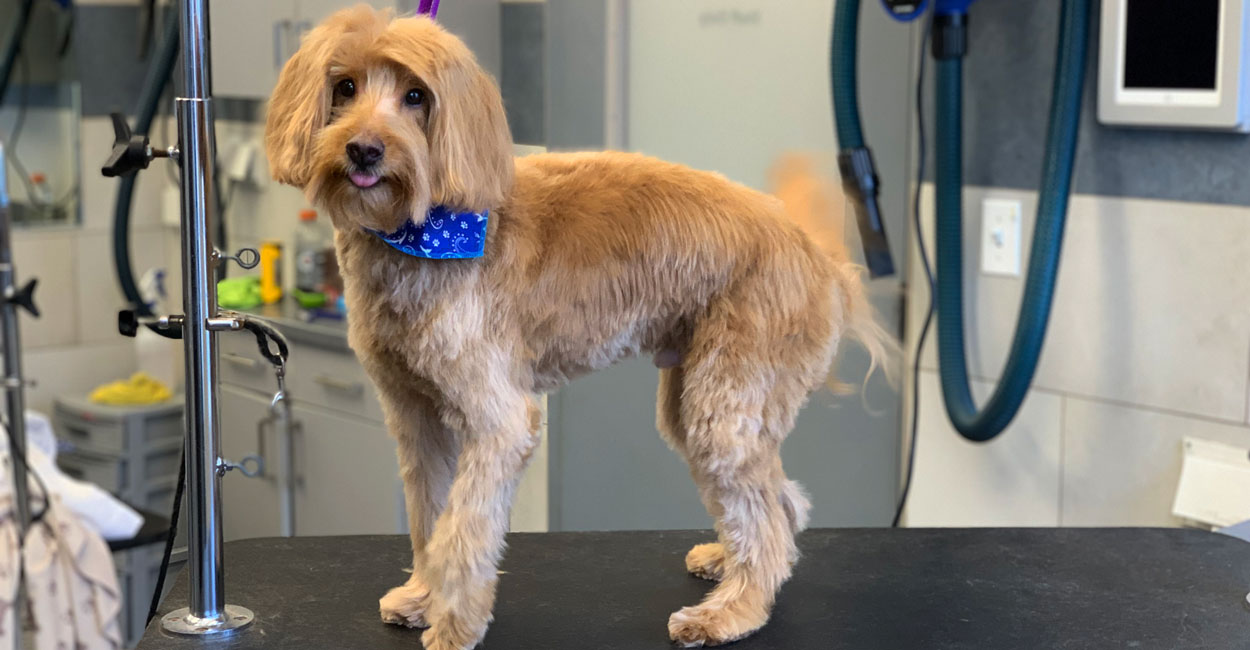 Chicago Dog Grooming - Get Started