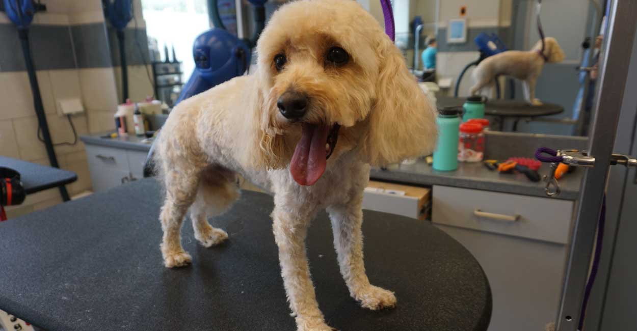 Chicago Dog Grooming - Get Started