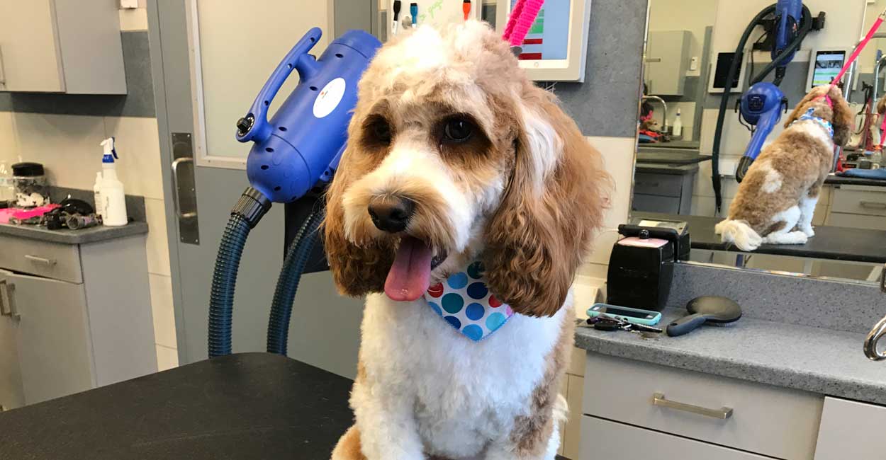 Chicago Dog Grooming Satisfaction Policy