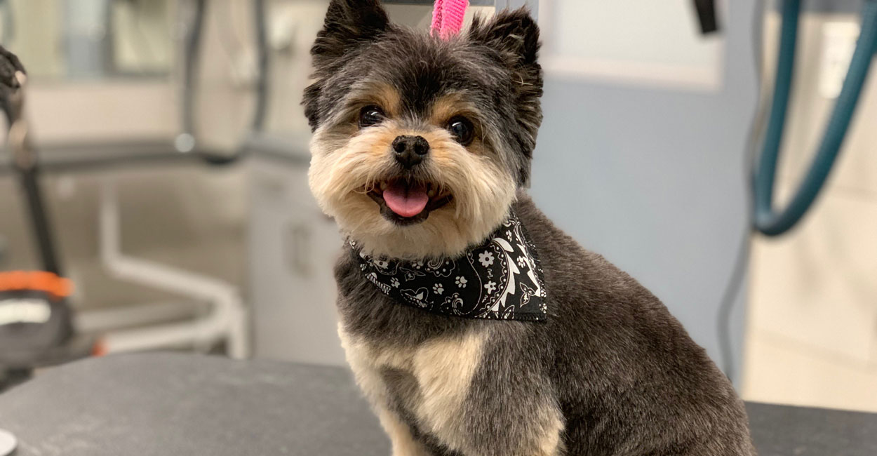 Chicago Dog Grooming Prices