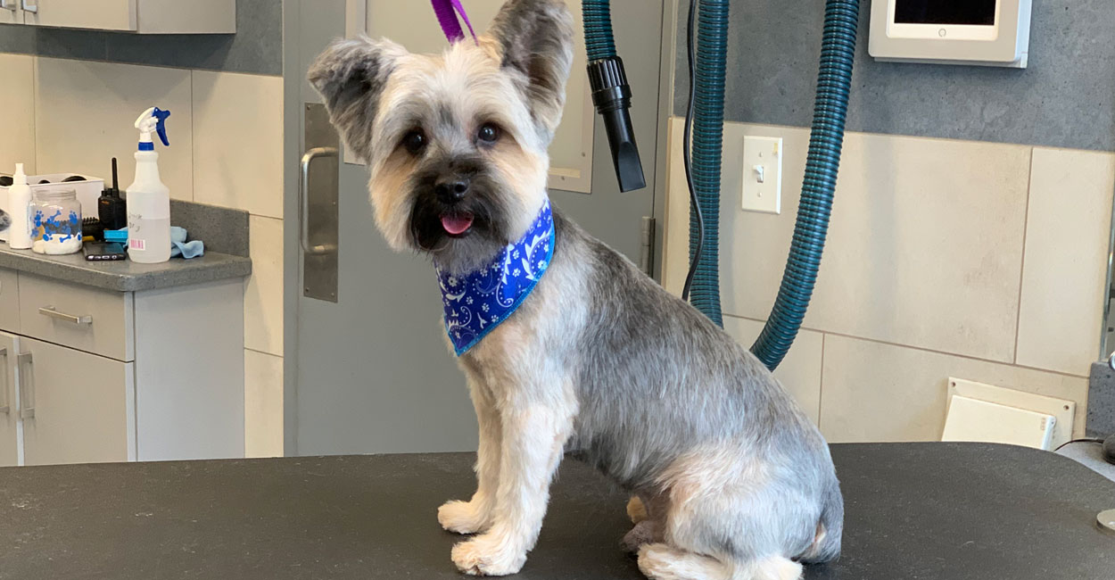 Why Tucker Pup's Chicago Dog Grooming