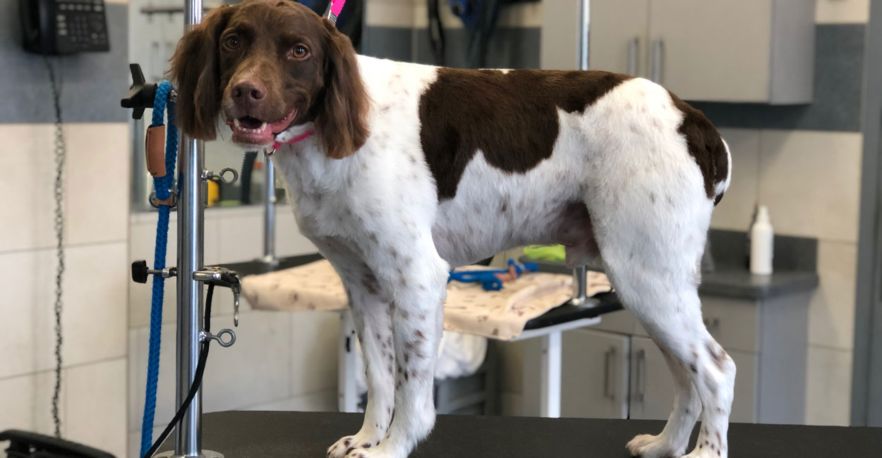 Chicago Dog Grooming Requirements