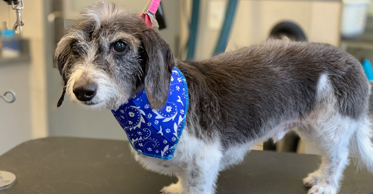 Chicago Dog Grooming Satisfaction Policy