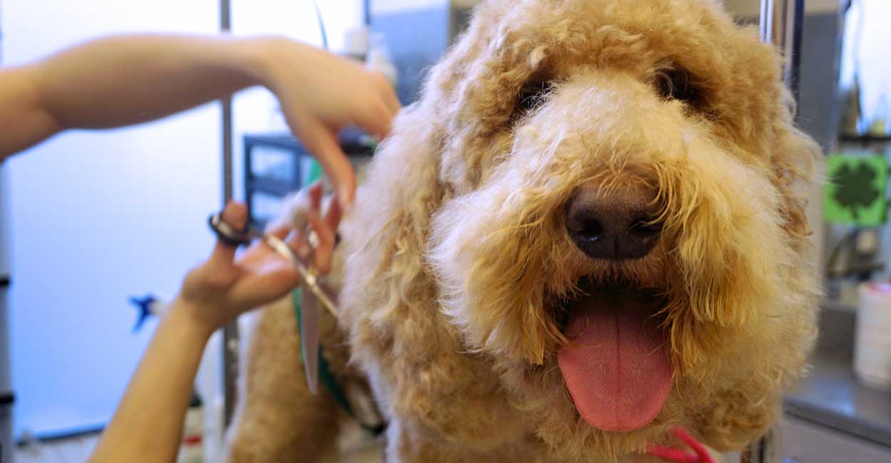 Why Tucker Pup's Chicago Dog Grooming