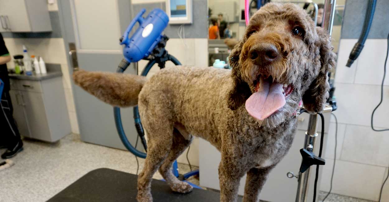 Chicago Dog Grooming Cancellation Policy