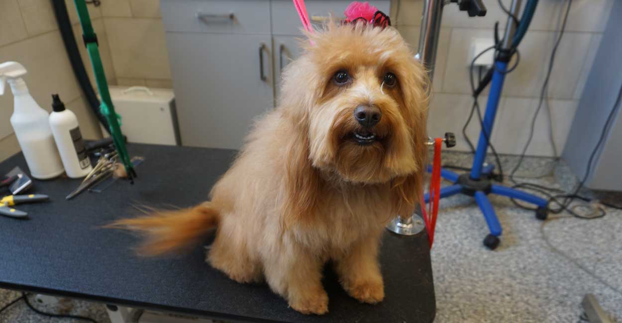 Grooming Dog Long Nails