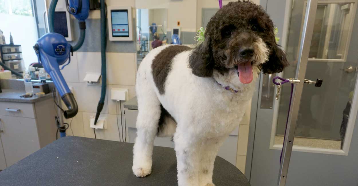 Chicago Dog Grooming Photos