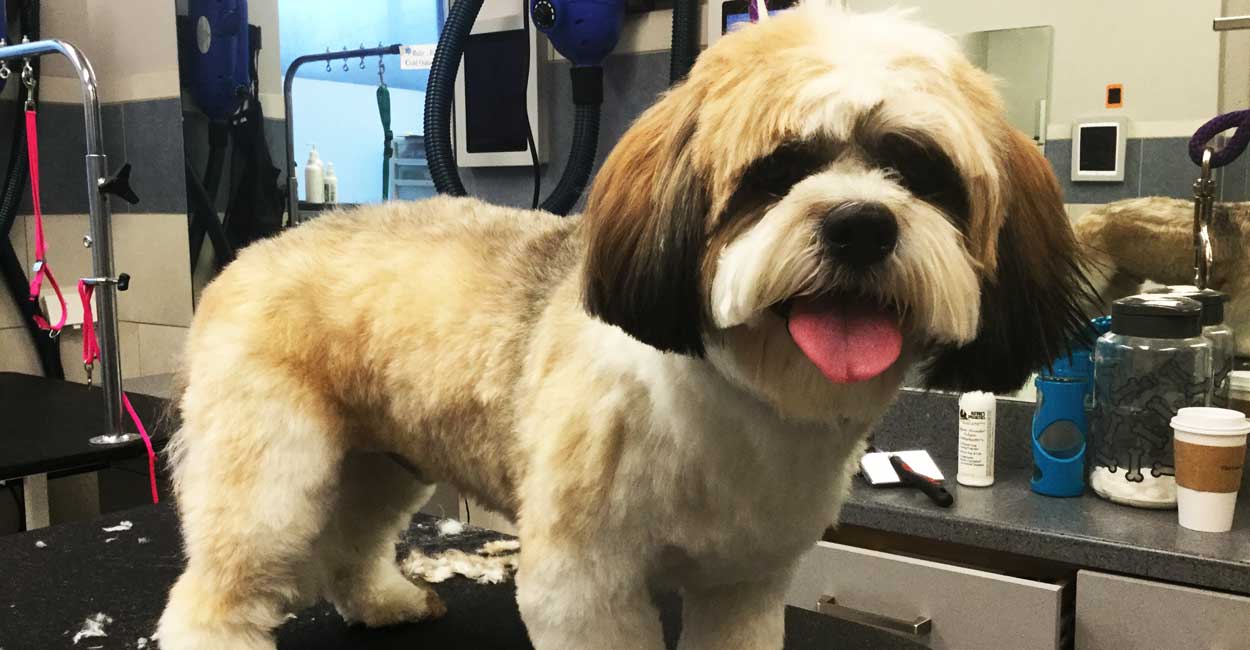 Chicago Dog Grooming Hours