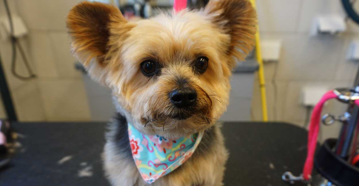 Chicago Dog Grooming