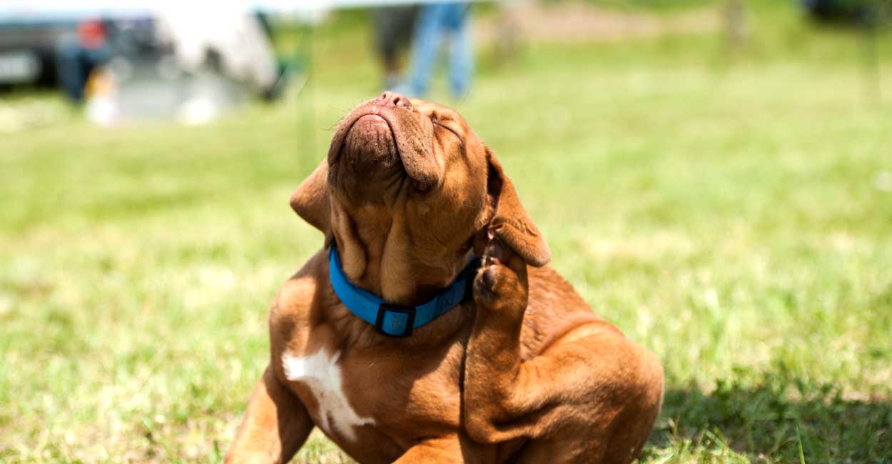 Myths About Dog Allergies