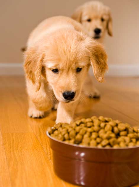 Puppy Dog Food