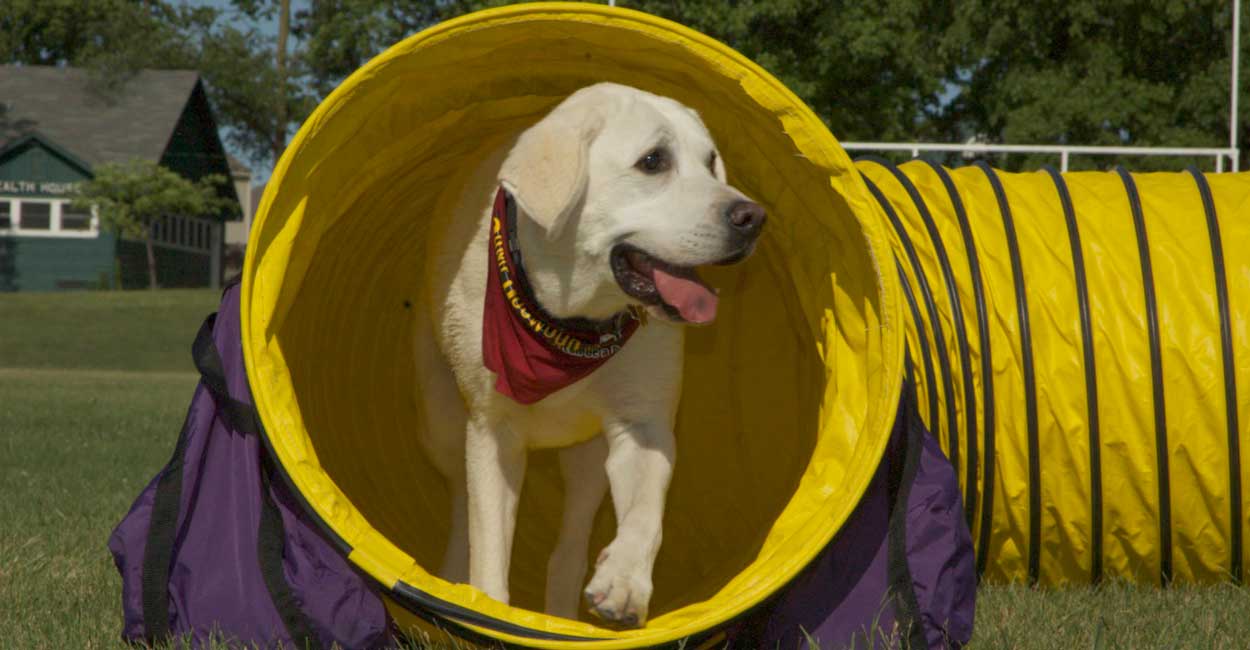 Dog Training Certification
