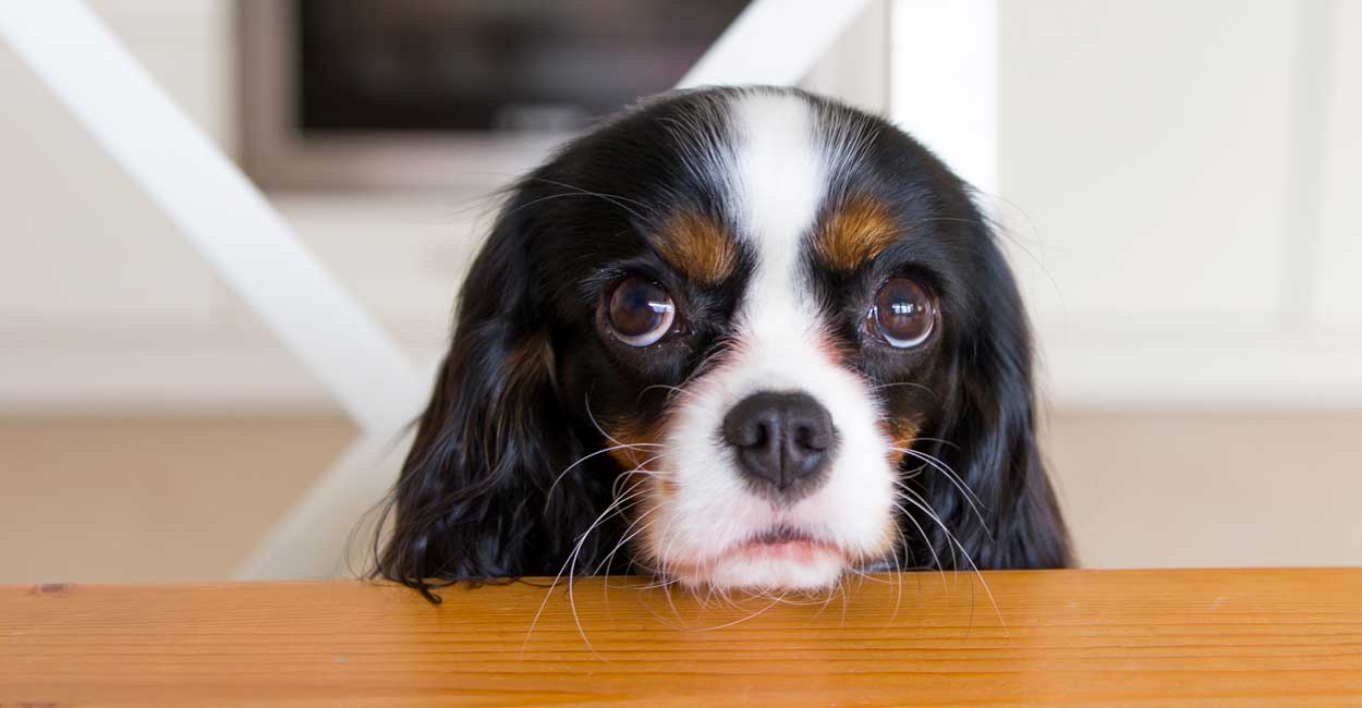 Group Class Dog Training Requirements