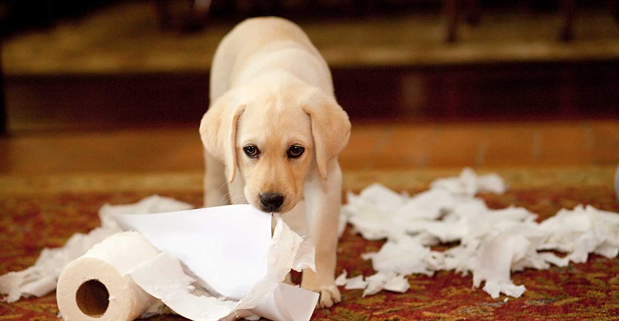 Chicago Dog Training Consultations