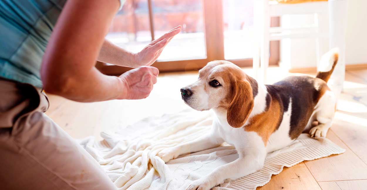 Chicago Puppy Training