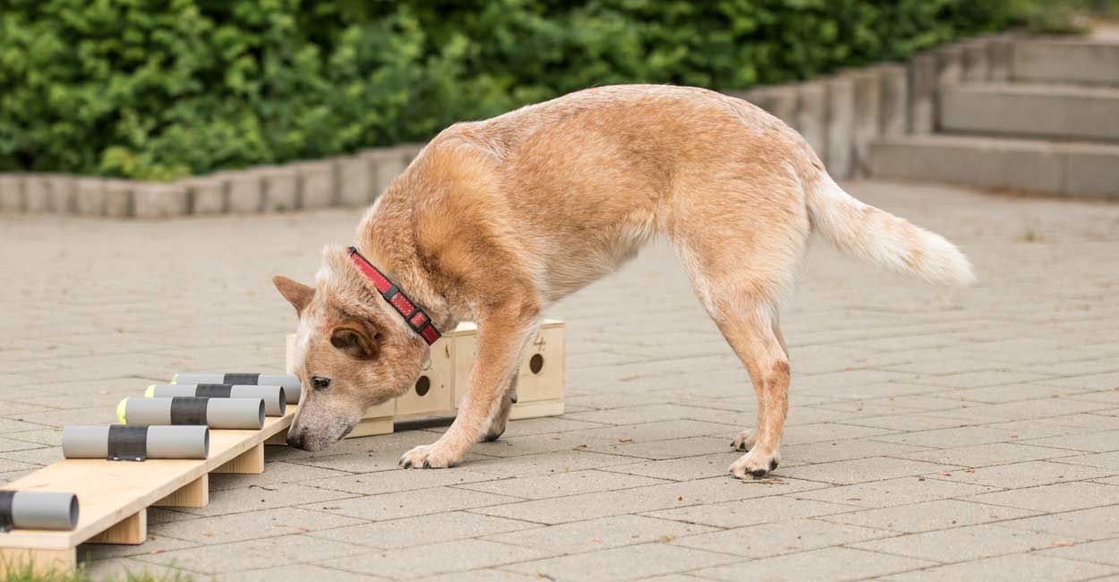 Dog Training in Chicago Nose Work Overview