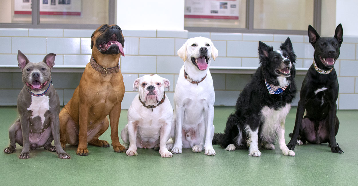 Upcoming Dog Training Schedule in Chicago