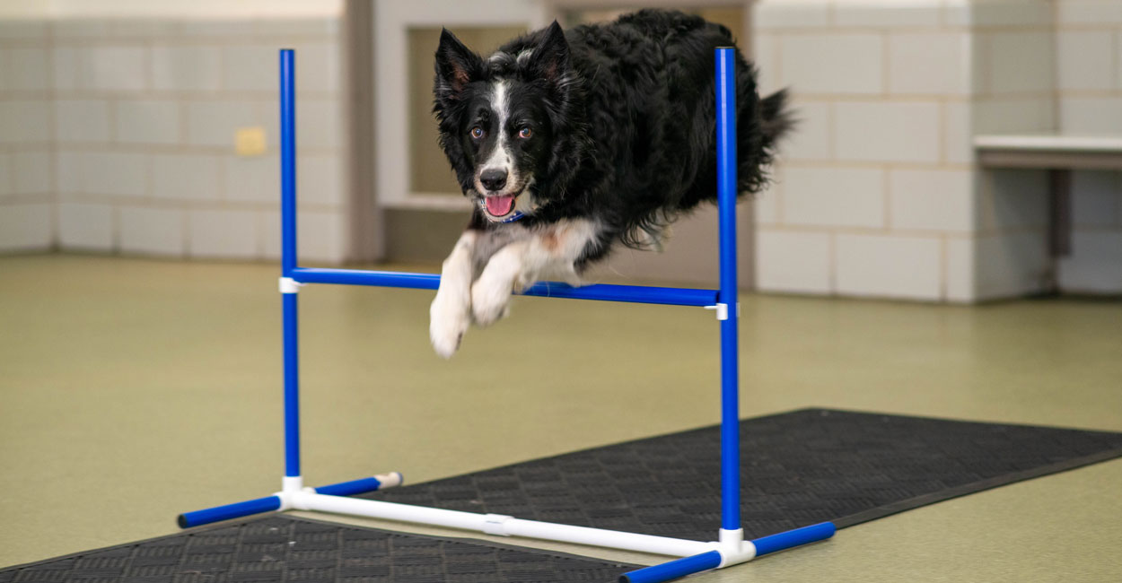 Fun Dog Training Classes and Activities