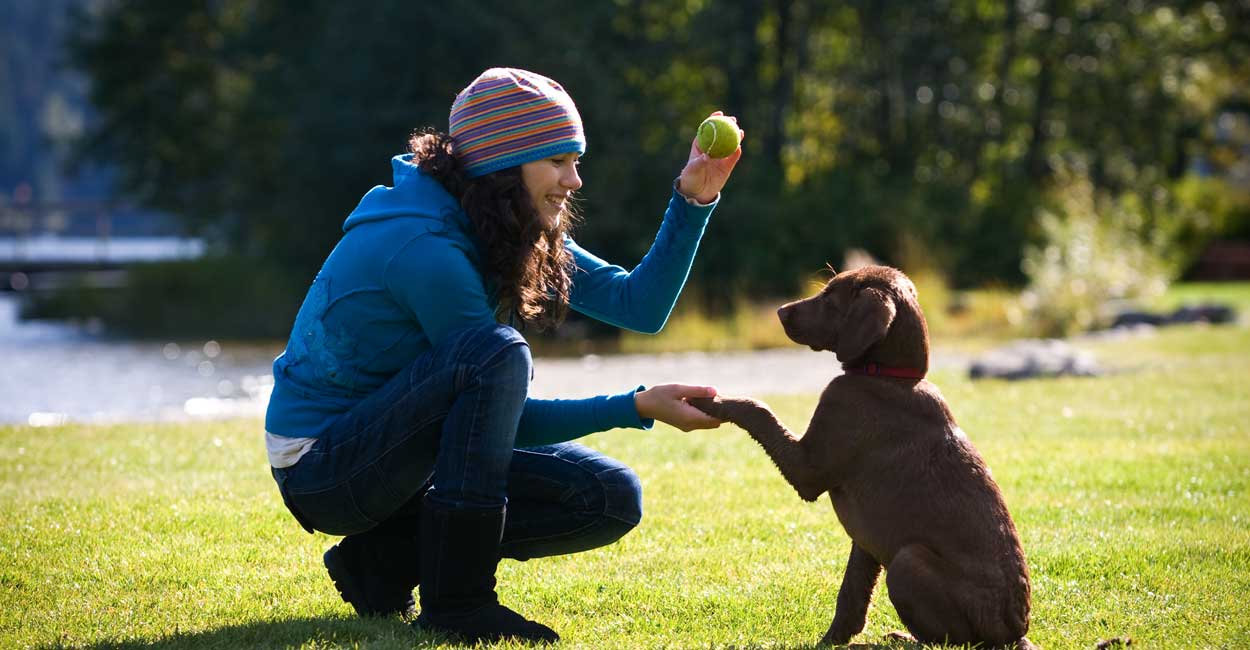 Chicago Puppy Training
