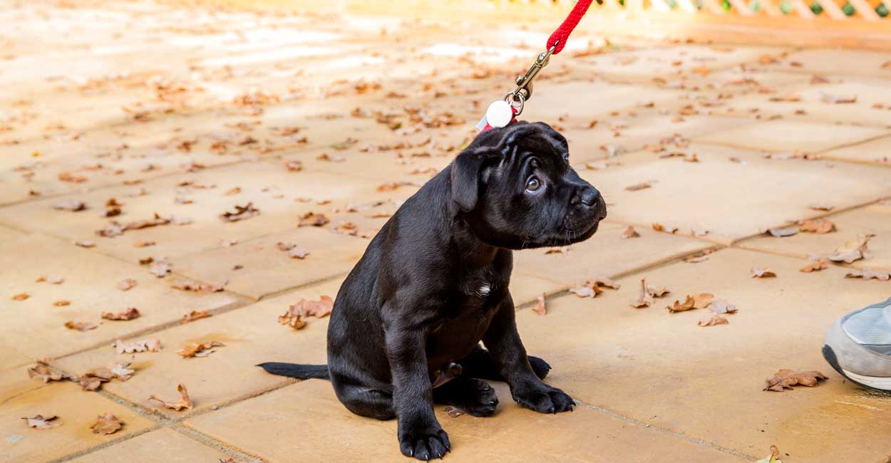 Dog Training Overview