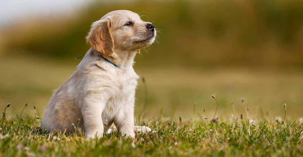 Chicago Puppy Training