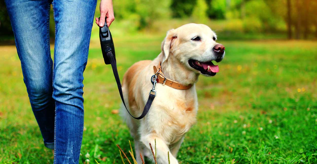 Why Tucker Pup's Dog Training?
