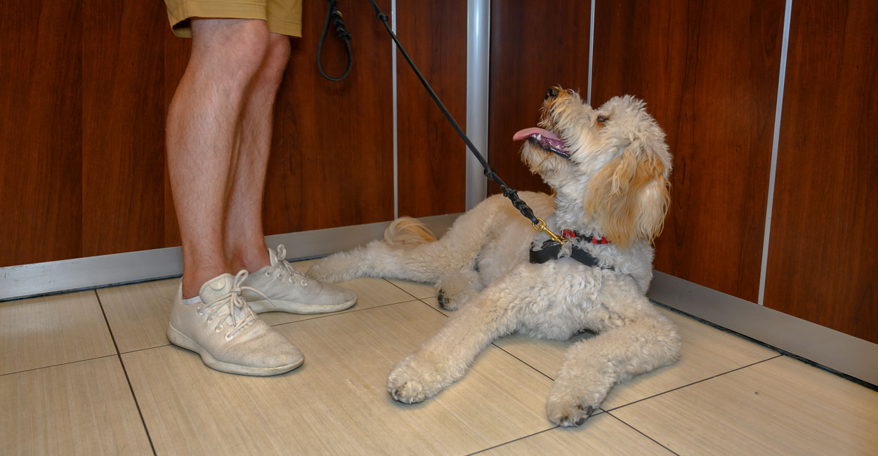 Turnkey Dog Training Private Lessons