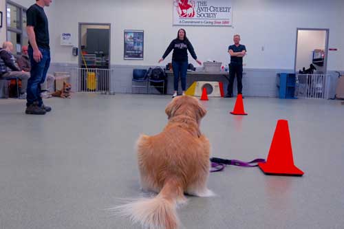 Intermediate Manners Dog Training Classes Chicago