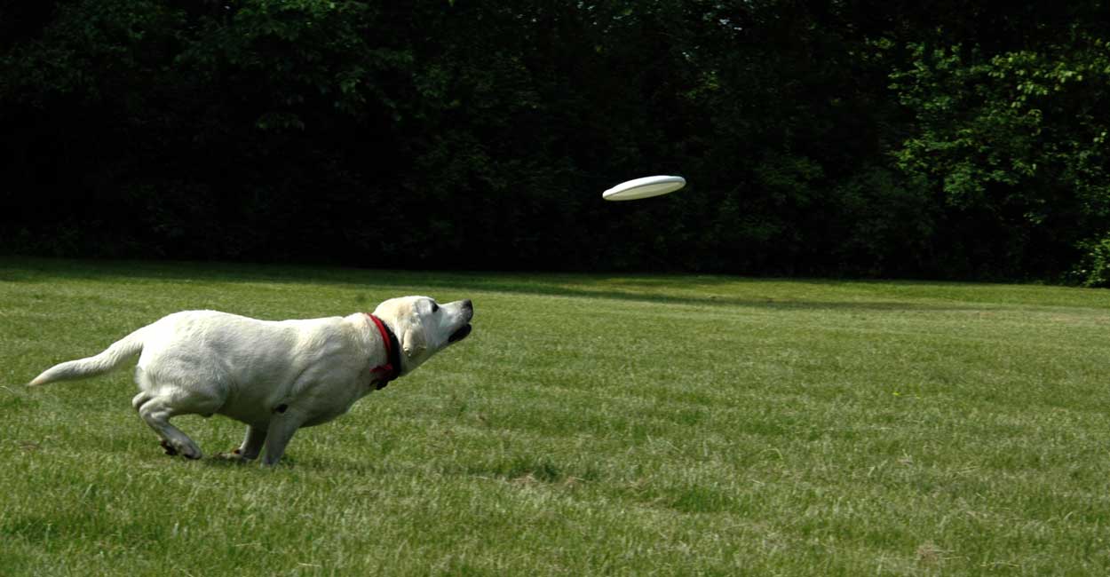 Lab Chasing Frisbee